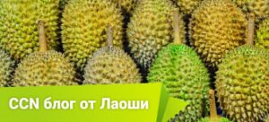 Не ешьте вонючие фрукты в китайской гостинице
